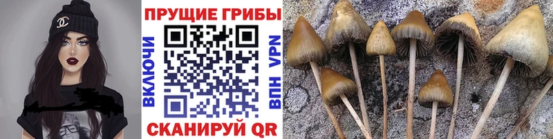 Псилоцибиновые грибы Psilocybe  дарк нет клад  Мураши 